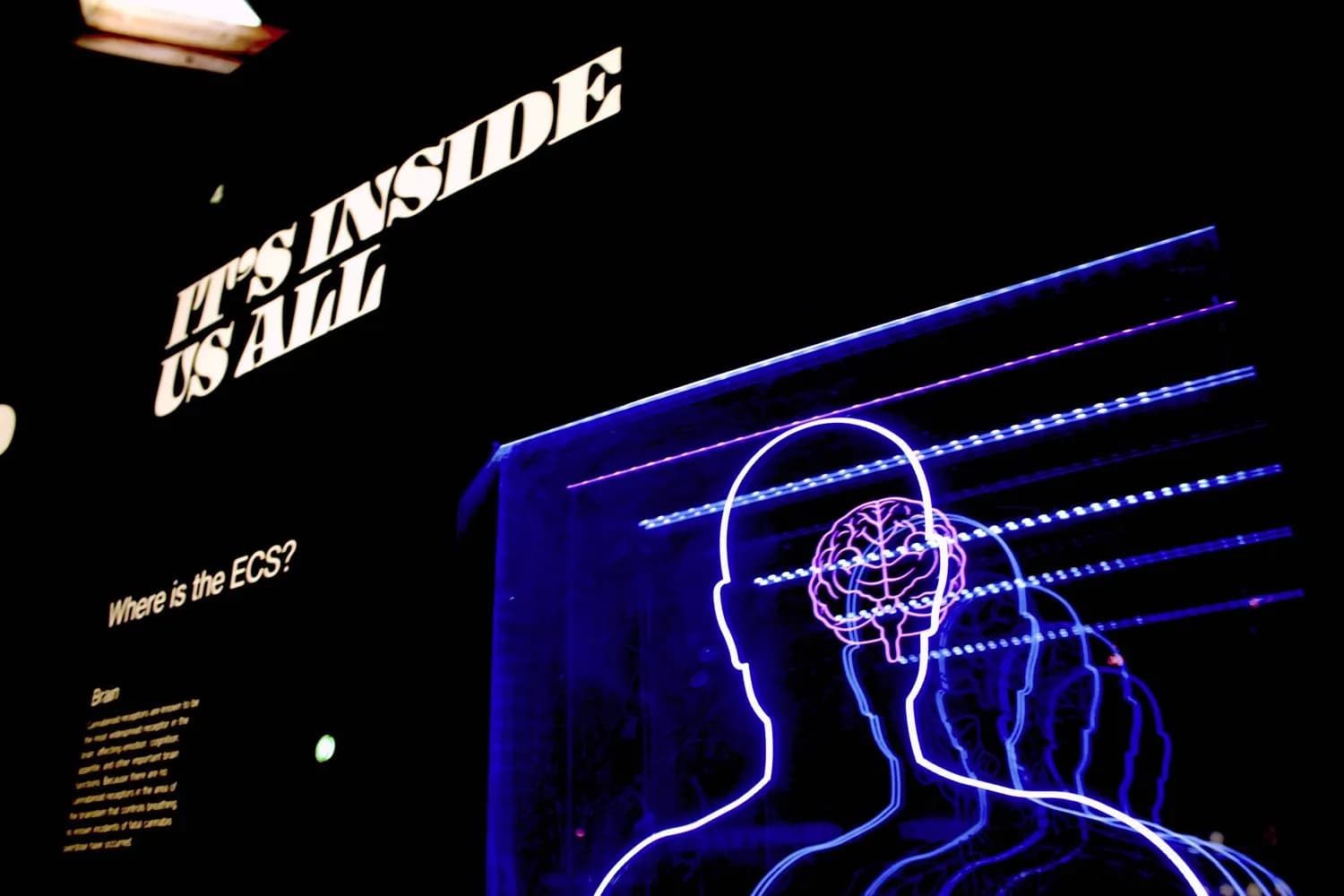 Web Design Psychology